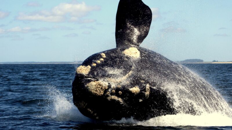 URUGUAY NATURAL: UNA BALLENA FRANCA AUSTRAL LLEGÓ AL PUERTO DE PUNTA DEL ESTE.
